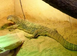 Varan des sables (Varanus panoptes)