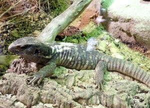 Varan des savanes (Varanus exanthematicus)