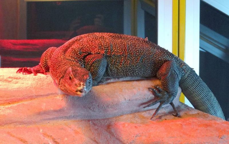 Varan du Bengale (Varanus bengalensis)