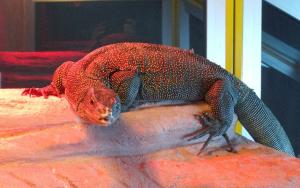 Varan du Bengale (Varanus bengalensis)