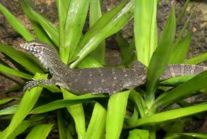 Varan du Nil (Varanus niloticus)