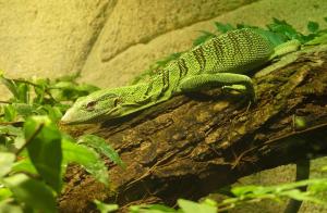 Varan émeraude (Varanus prasinus)