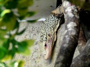 Varan jaune (Varanus flavescens)