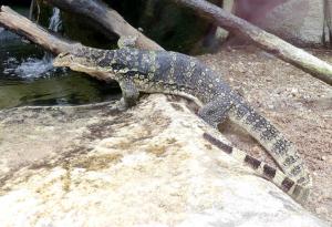 Varan malais (Varanus salvator)