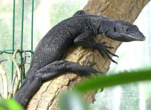 Varan noir arboricole (Varanus beccarii)
