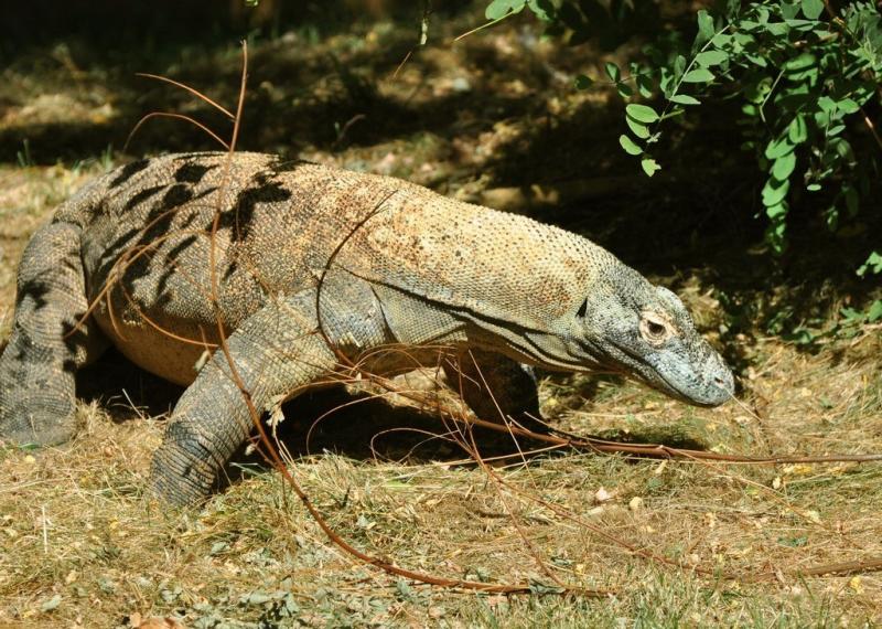 Varan de Komodo (Varanus komodoensis)