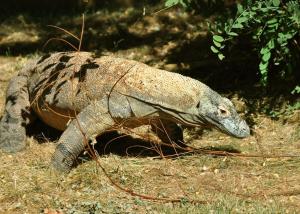 Varan de Komodo (Varanus komodoensis)