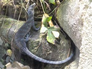 Varan de Mac Rae (Varanus macraei)