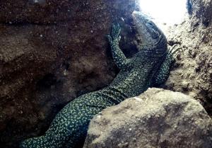 Varan de Timor (Varanus timorensis)