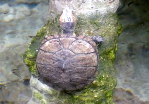 Cinosterne à lèvres blanches (Kinosternon leucostomum)