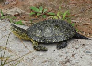 Cistude d'Europe (Emys orbicularis)