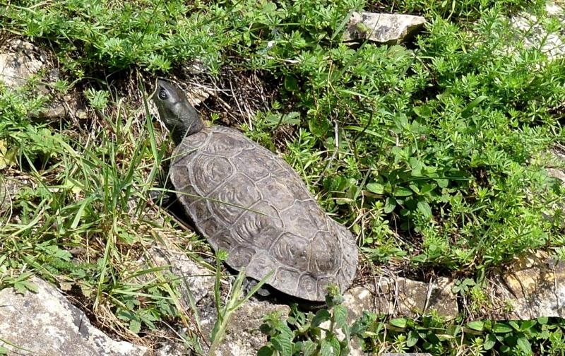 Emyde lépreuse (Mauremys leprosa)