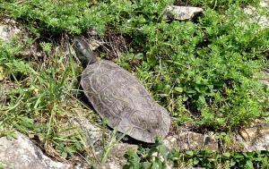 Emyde lépreuse (Mauremys leprosa)