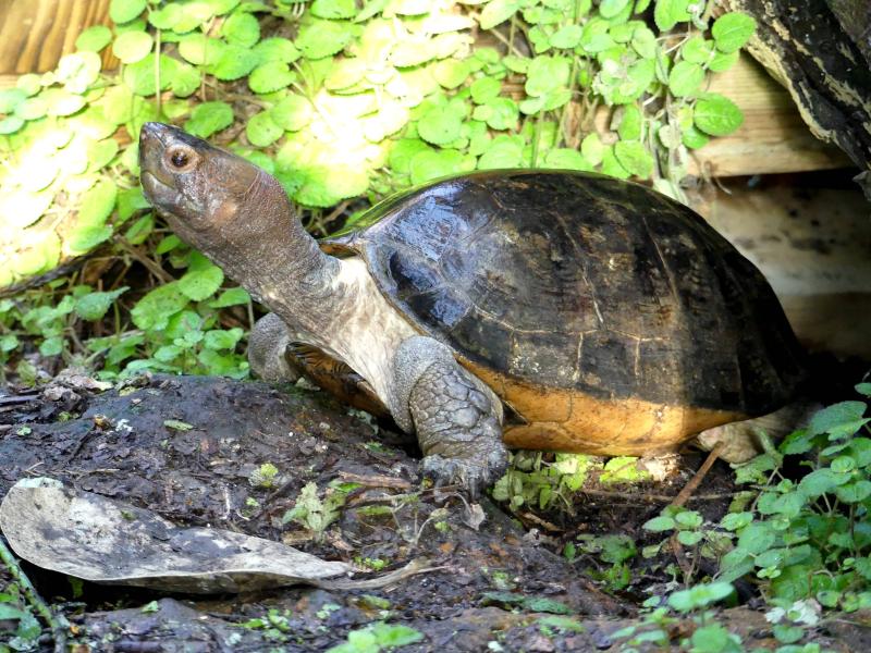 Héosémide des marais (Heosemys grandis)