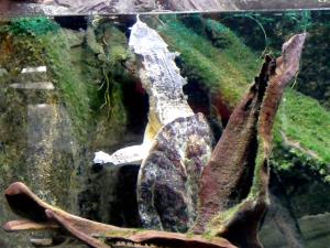 Matamata (Chelus fimbriata)