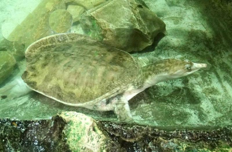 Tortue à carapace molle de Floride (Apalone ferox)