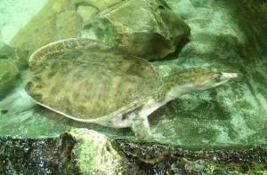 Tortue à carapace molle de Floride (Apalone ferox)