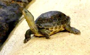 Peloméduse roussâtre (Pelomedusa subrufa)