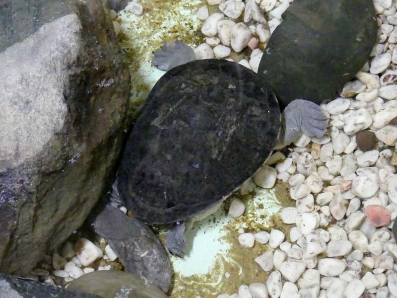 Tortue à cou de serpent d'Australie (Macrochelodina rugosa)