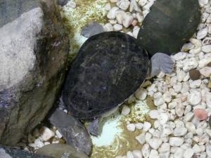 Tortue à cou de serpent d'Australie (Macrochelodina rugosa)