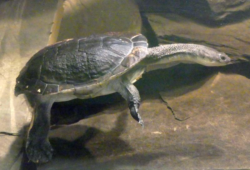 Tortue à cou de serpent (Chelodina mccordi)