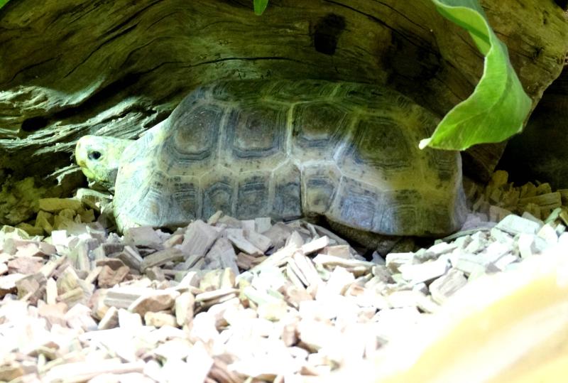 Tortue à dos articulé des savanes ((Kinixys belliana)