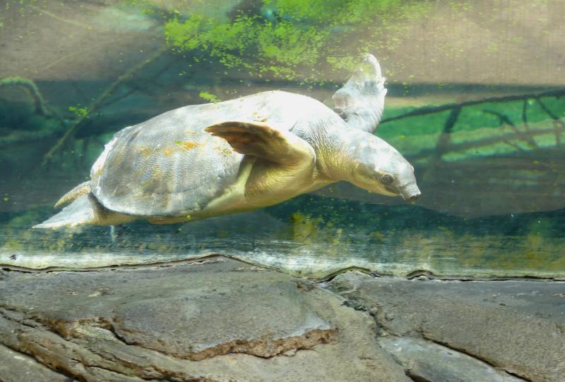 Tortue à nez de cochon (Carettochelys insculpta)