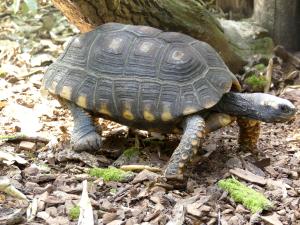Tortue charbonnière à pattes jaunes (Chelonoidis denticulata)