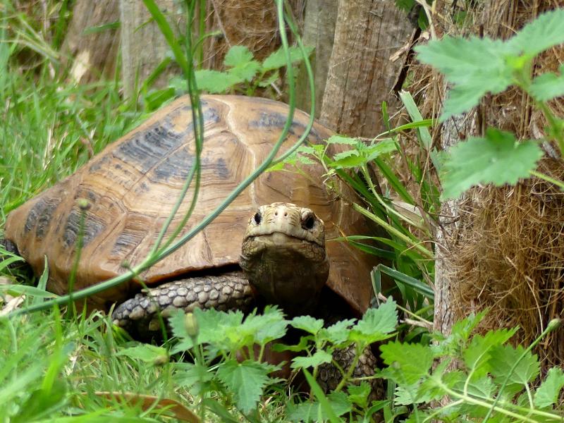 Tortue à tête jaune (Indotestudo elongata)
