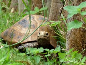 Tortue à tête jaune (Indotestudo elongata)