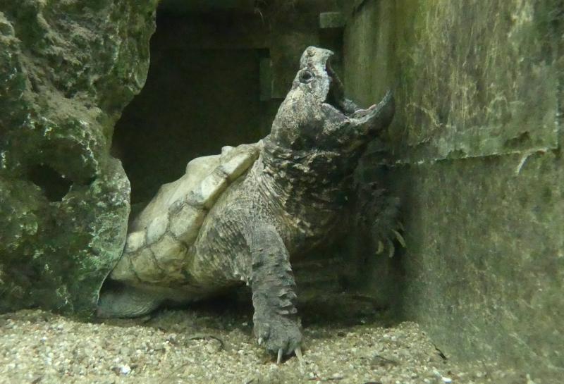 Tortue alligator (Macrochelys temminckii)