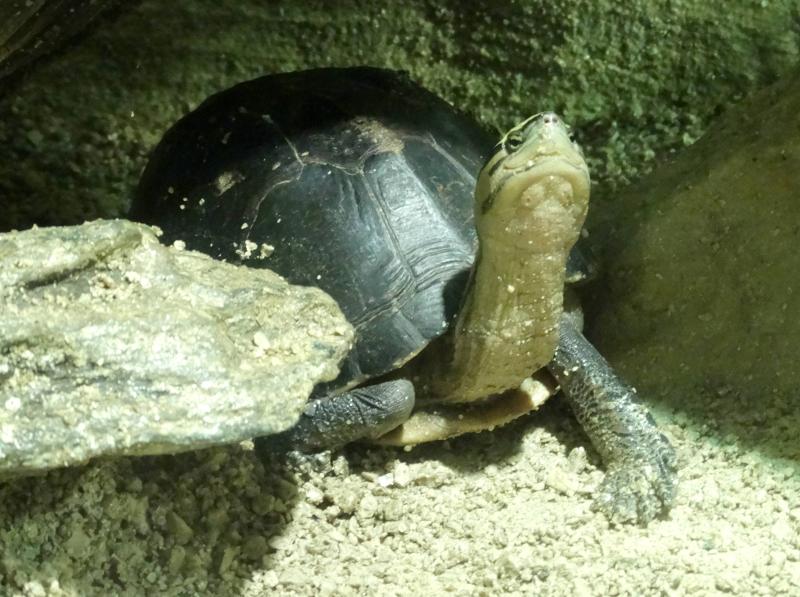 Tortue-boîte de Malaisie (Cuora amboinensis)