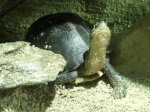 Tortue-boîte de Malaisie (Cuora amboinensis)