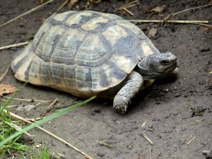 Tortue bordée (Testudo marginata)