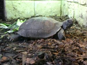 Tortue brune (Manouria emys)