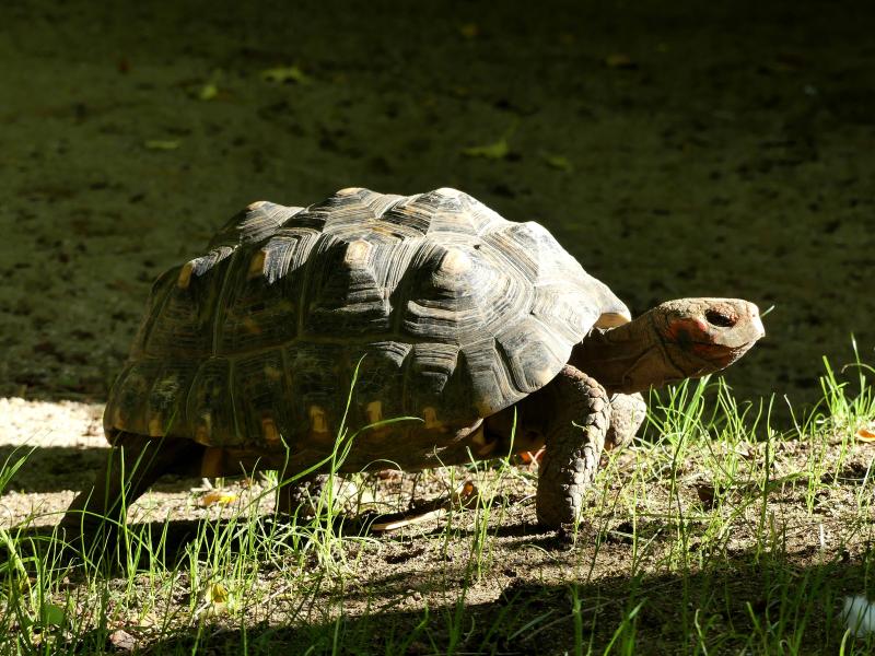 Tortue charbonnière à pattes rouges (Chelonoidis carbonaria)