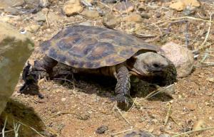 Tortue crèpe (Malacochersus tornieri)
