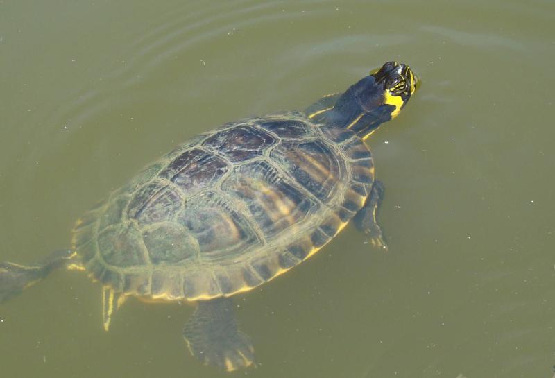 Tortue à tempes jaunes (Trachemys scripta scripta)