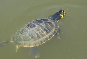 Tortue à tempes jaunes (Trachemys scripta scripta)