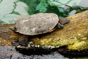 Tortue de St Hilaire (Phrynops hilarii)