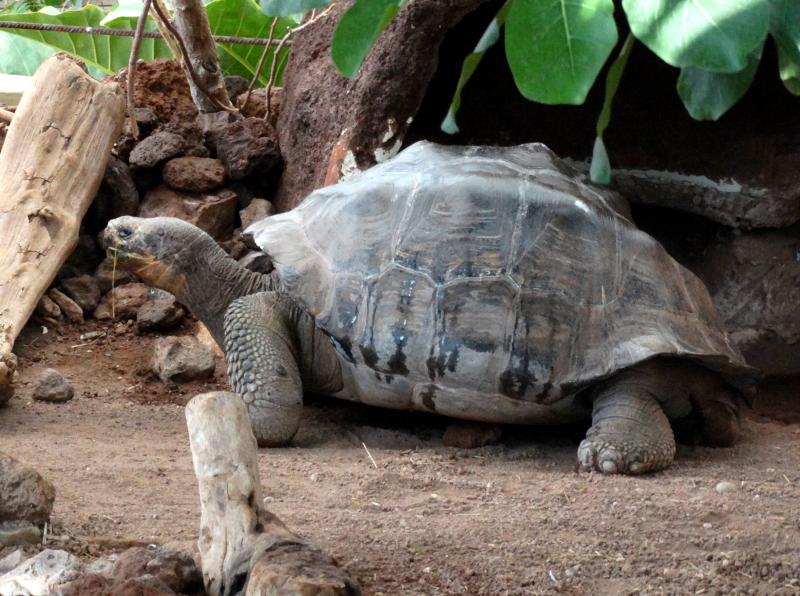Tortue des Galapagos (Chelonoidis nigra)