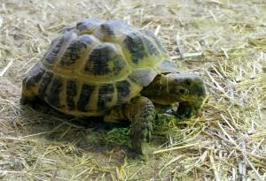 Tortue des steppes (Agrionemys horsfieldi)