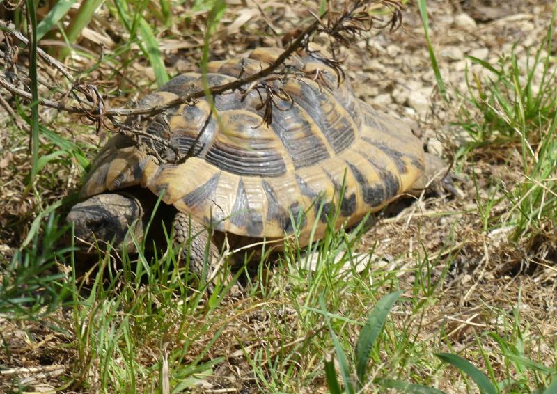 Tortue d'Hermann (Testudo hermanni)