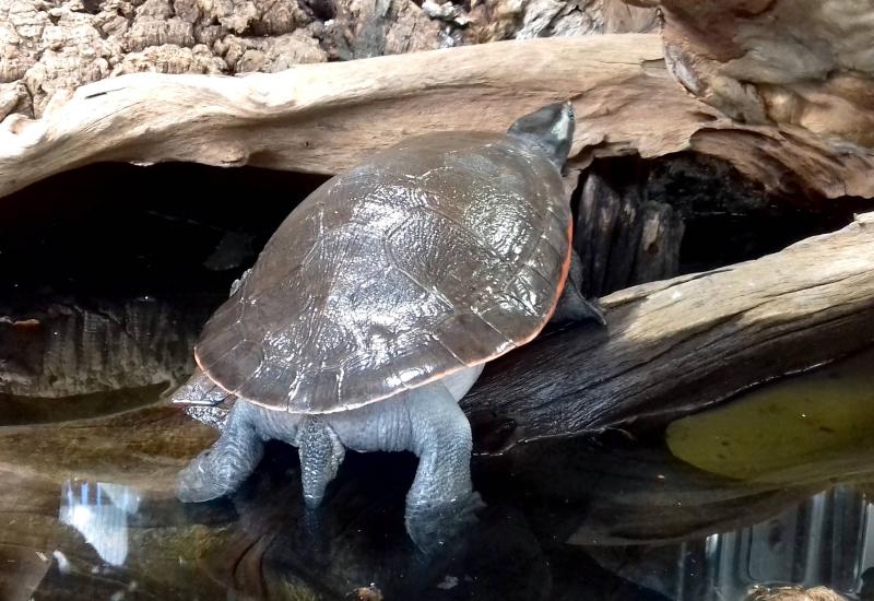 Tortue du Murray (Emydura macquarii)