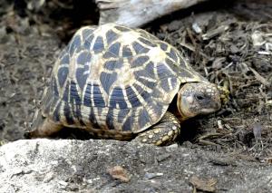 Tortue étoilée d'Inde (Geochelone elegans)