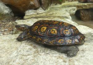 Tortue forestière peinte (Rhinoclemmys pulcherrima)