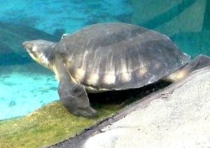 Tortue géante de Malaisie (Orlitia borneensis)