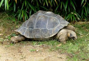 Tortue géante des Galapagos (Chelonoidis nigra)