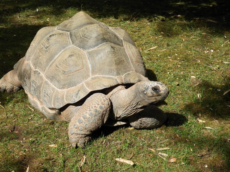 Tortue géante de Seychelles (Aldabrachelys gigantea)