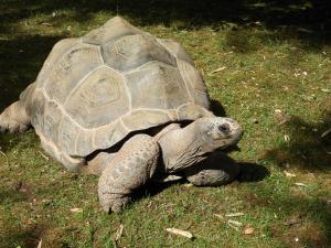 Tortue géante de Seychelles (Aldabrachelys gigantea)